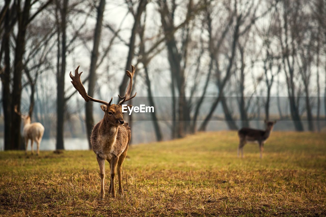 Deer standing on field