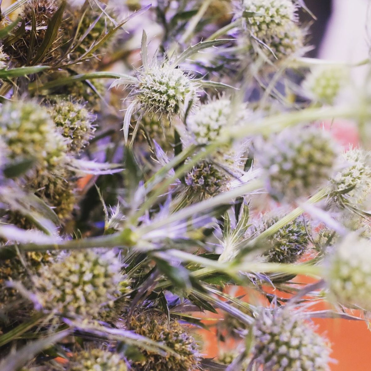 Close-up of plants growing outdoors