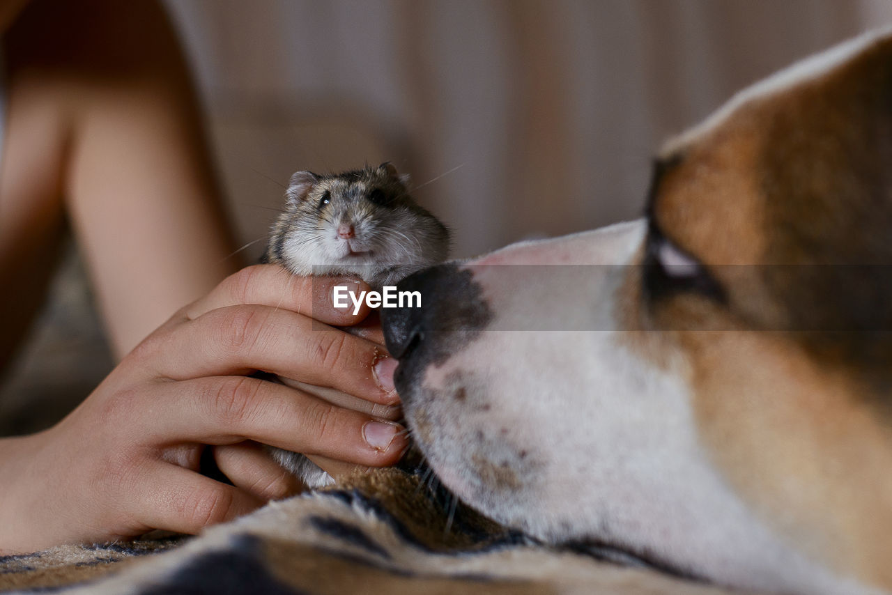 Cropped hand holding hamster on bed