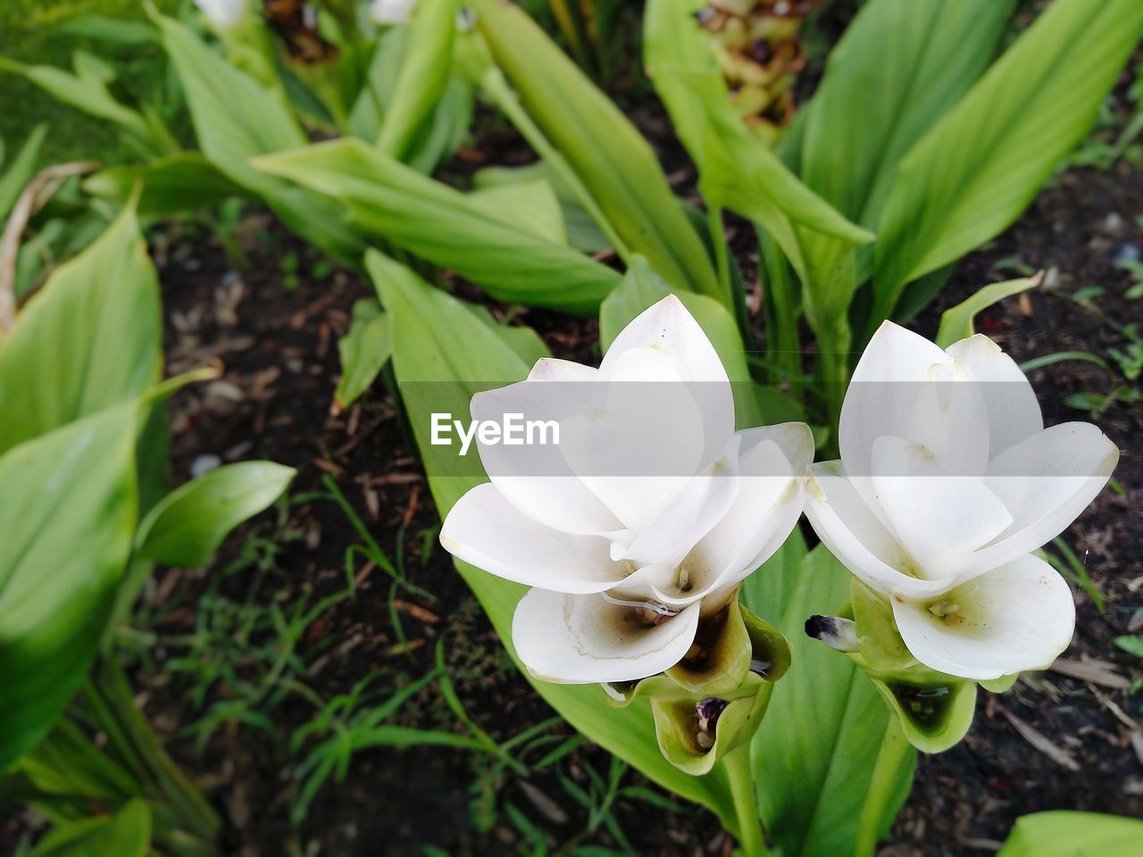 CLOSE-UP OF WHITE FLOWERING PLANTS ON FIELD