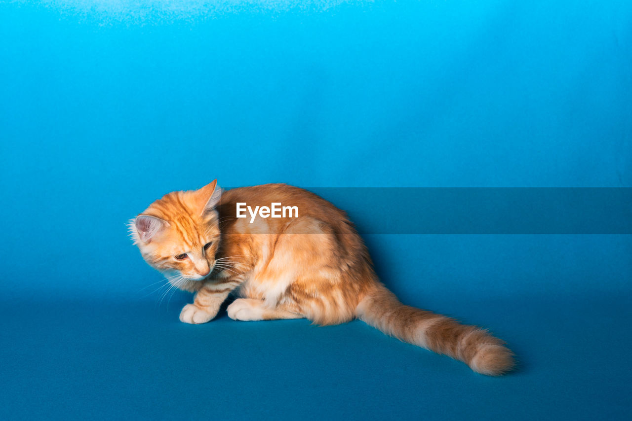 CAT LYING ON BLUE SURFACE
