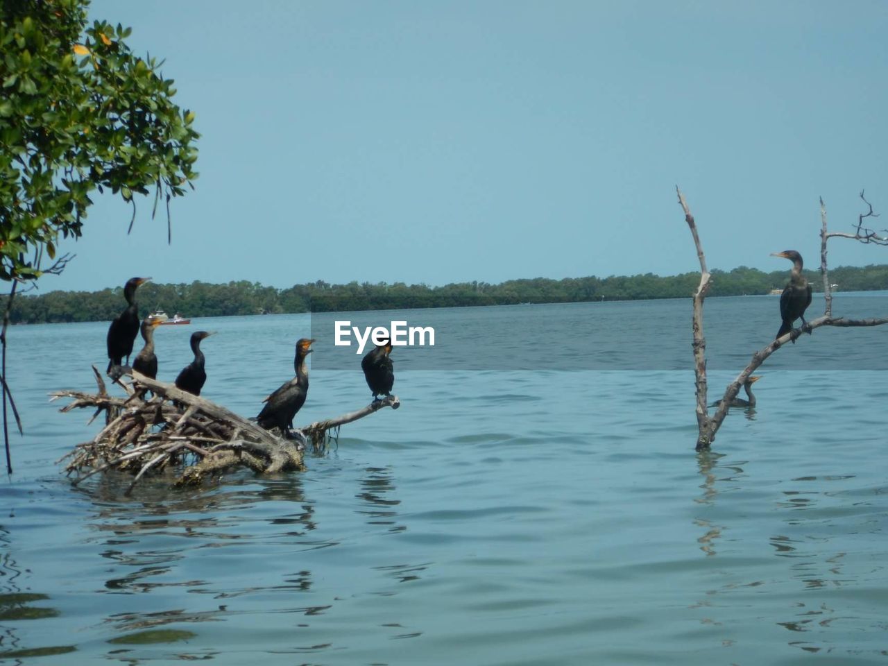 DUCKS IN A LAKE