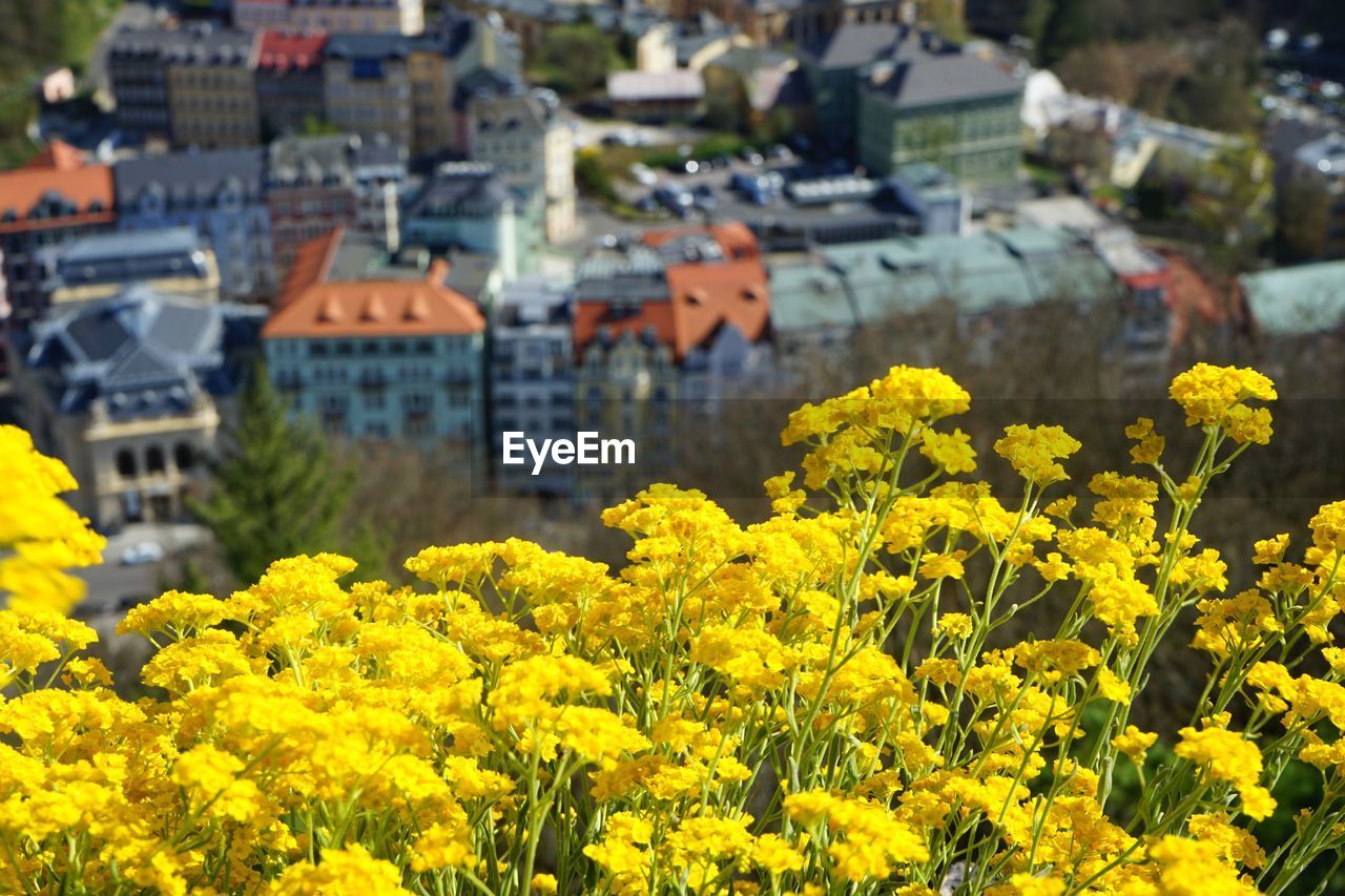 Yellow flowering plants by buildings in city