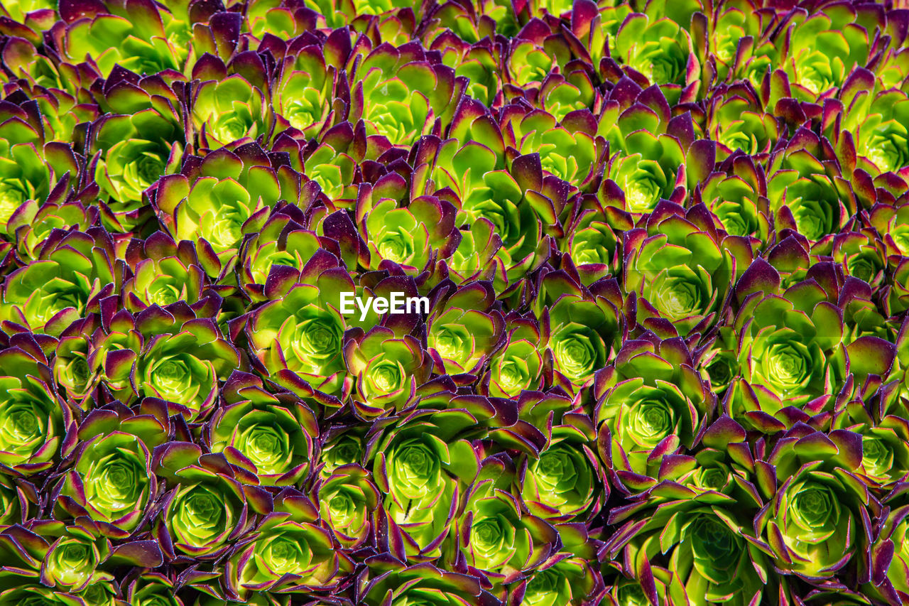 Houseleek plant background. sempervivum tectorum nature texture. succulent plant background