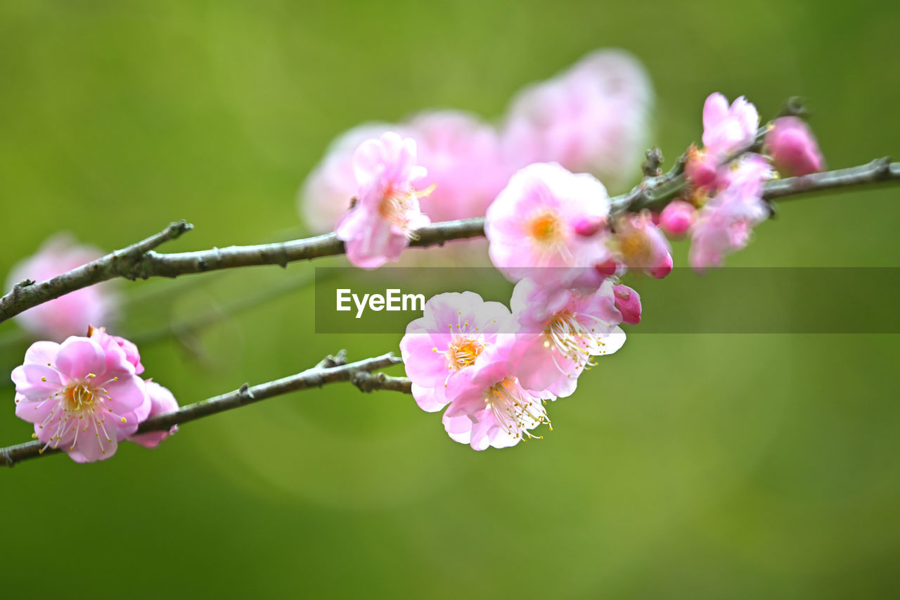 plant, flower, flowering plant, freshness, beauty in nature, fragility, pink, springtime, blossom, nature, tree, branch, close-up, growth, flower head, inflorescence, produce, macro photography, focus on foreground, petal, no people, food, twig, outdoors, day, cherry blossom, botany, bud, plant stem, fruit, food and drink, fruit tree, selective focus