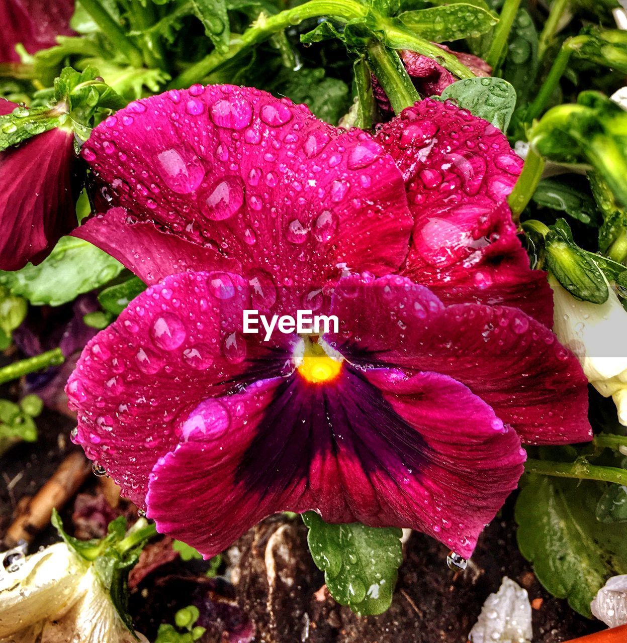 Close-up of wet purple flowering plant