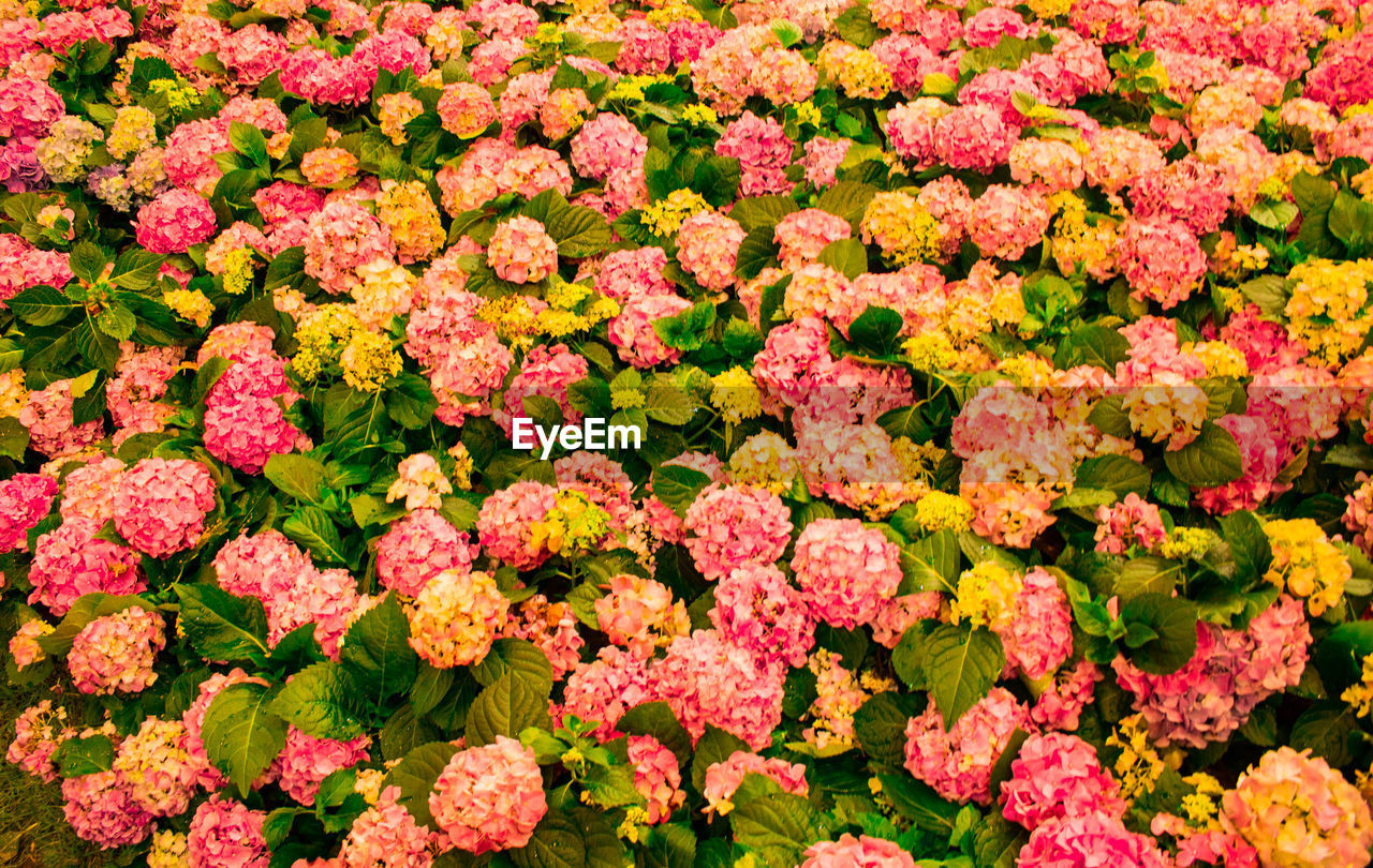 High angle view of pink flowering plants