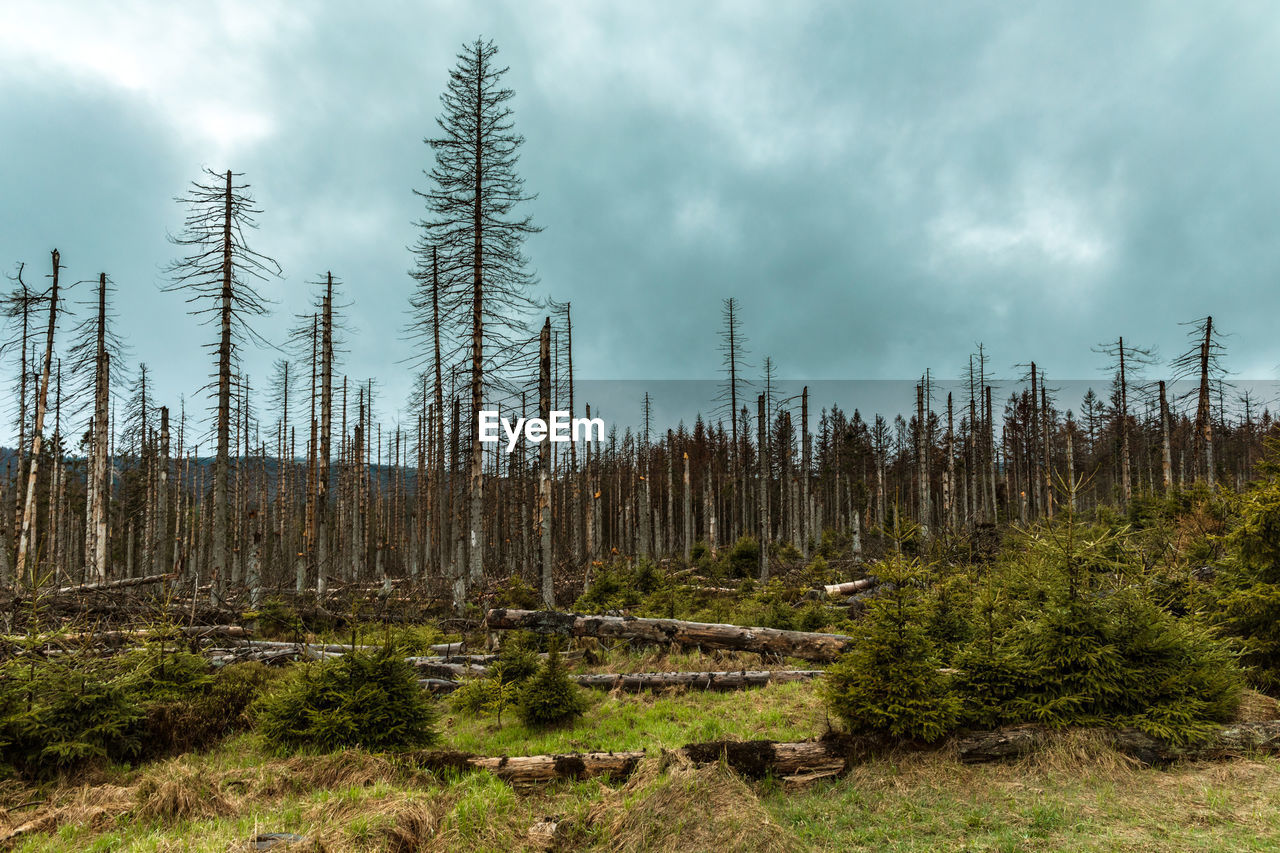 Pine trees in forest against sky