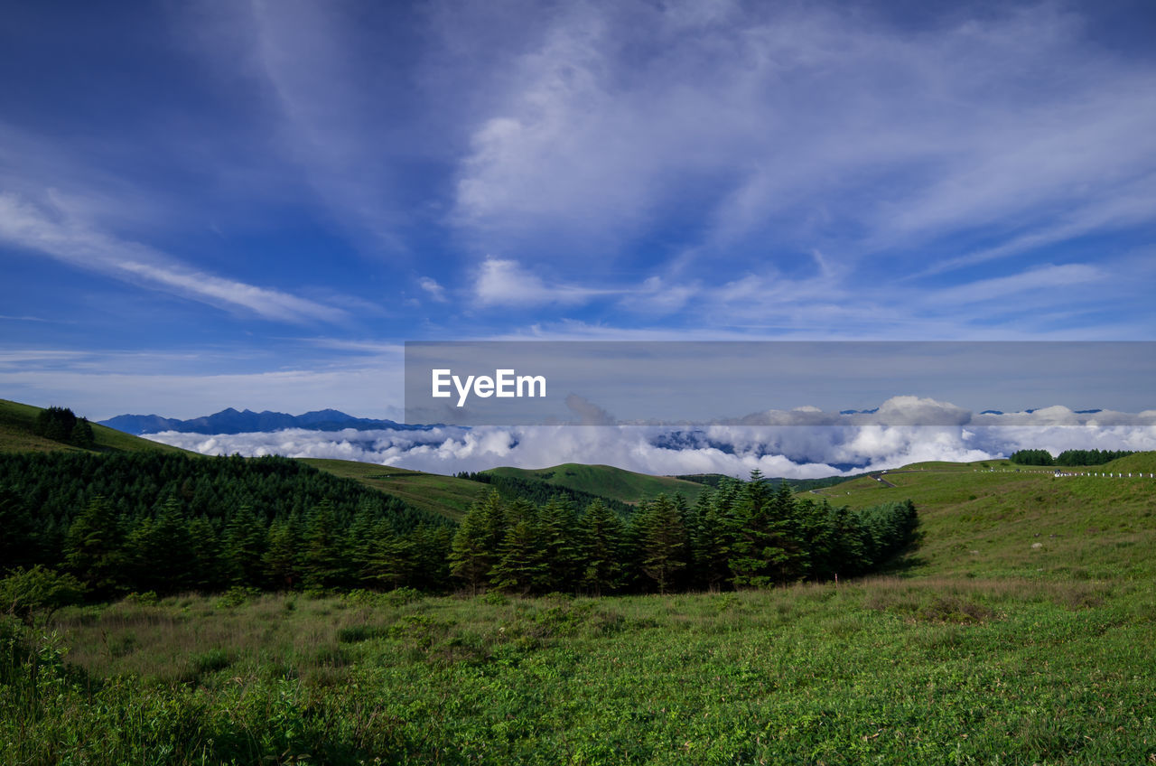 Trees on grassy landscape against cloudy sky