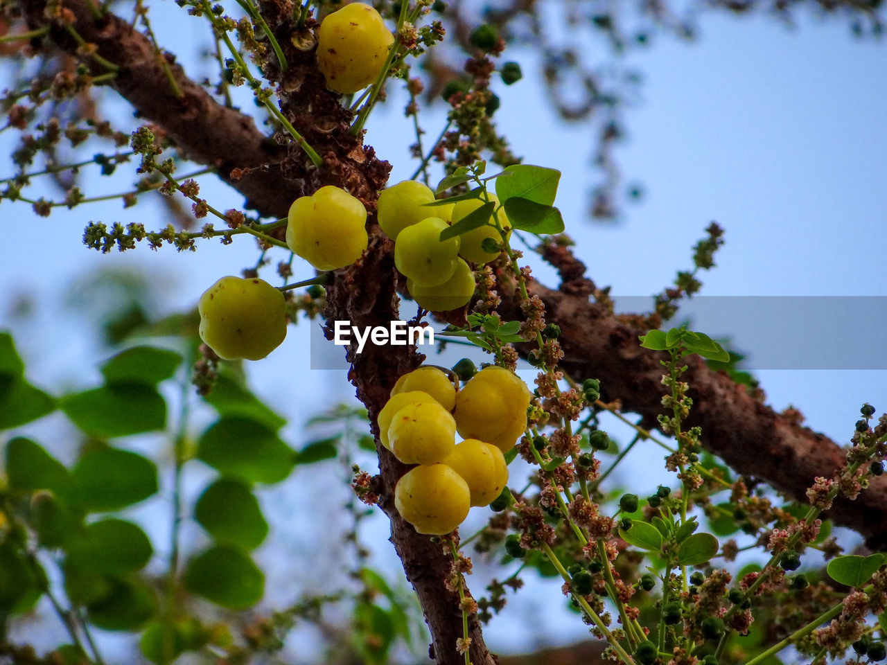 LOW ANGLE VIEW OF ORANGES GROWING ON TREE