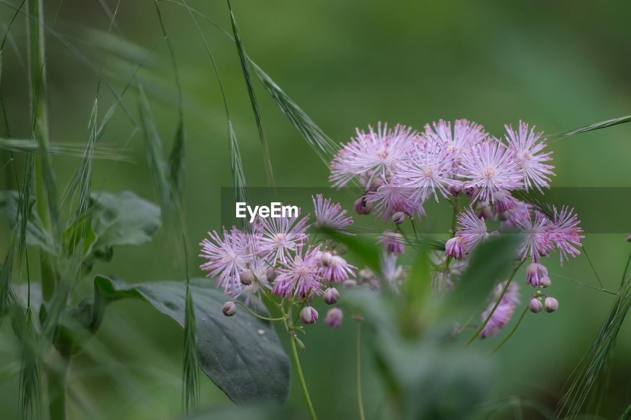 CLOSE-UP OF PINK FLOWERING PLANTS