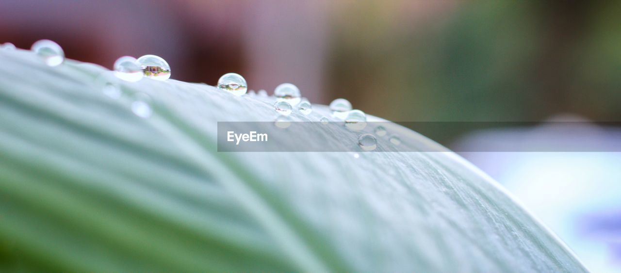 Close-up of water drops on leaf