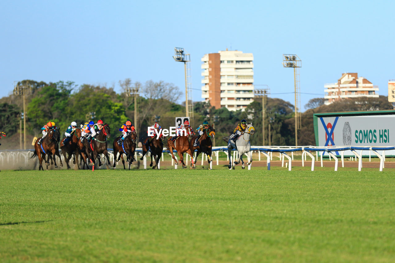 group of people, sports, crowd, large group of people, horse, grass, sky, equestrian sport, livestock, competition, plant, nature, domestic animals, mammal, animal sports, animal wildlife, race, men, day, horse racing, clear sky, animal, pet, animal themes, outdoors, sports clothing, running, clothing, activity