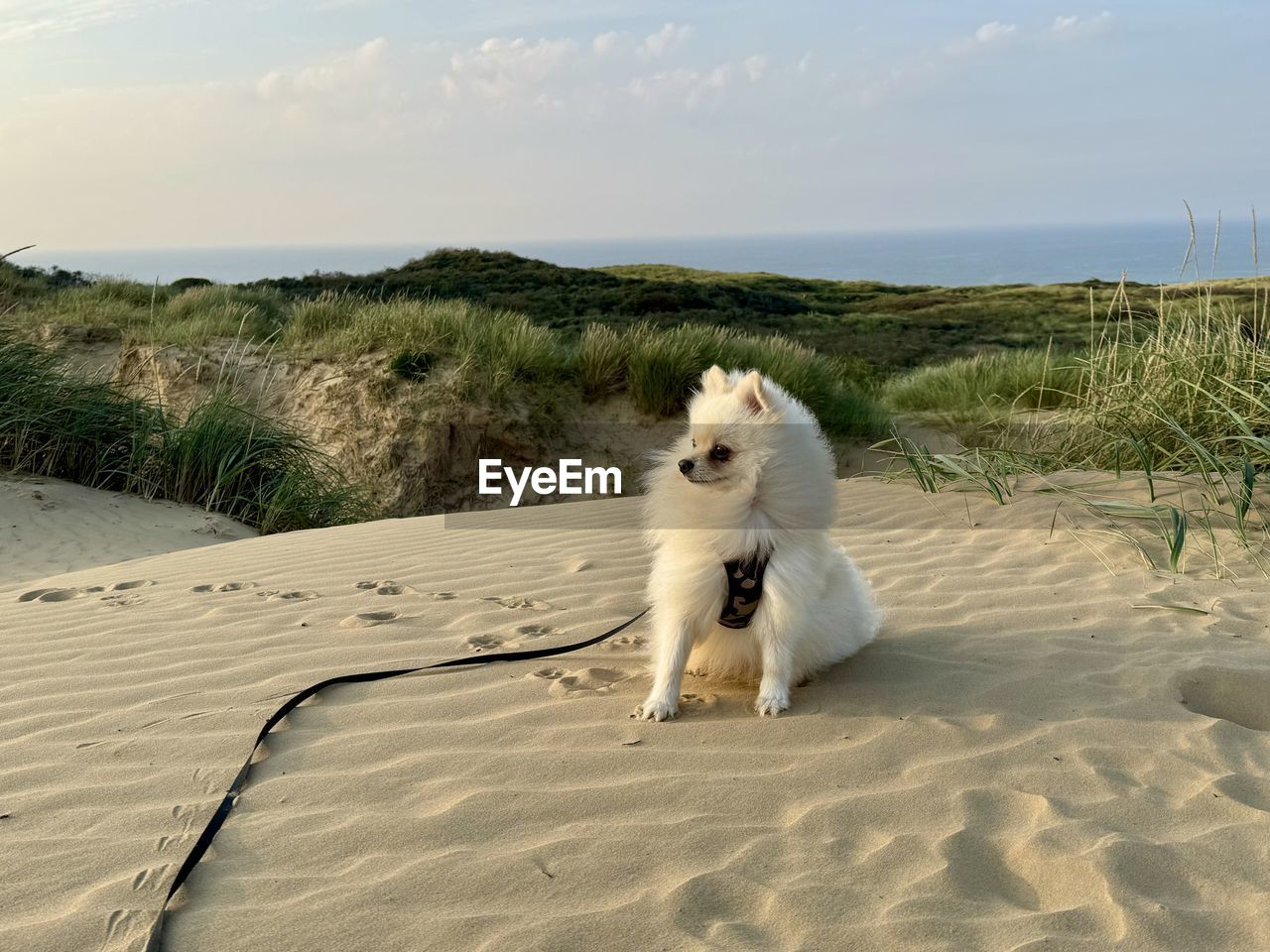 animal, animal themes, mammal, one animal, land, pet, sand, natural environment, domestic animals, beach, sky, dog, nature, canine, sea, water, no people, beauty in nature, sand dune, day, dune, scenics - nature, cloud, horizon, full length, outdoors, animal wildlife, carnivore, plant, environment, sunlight, landscape