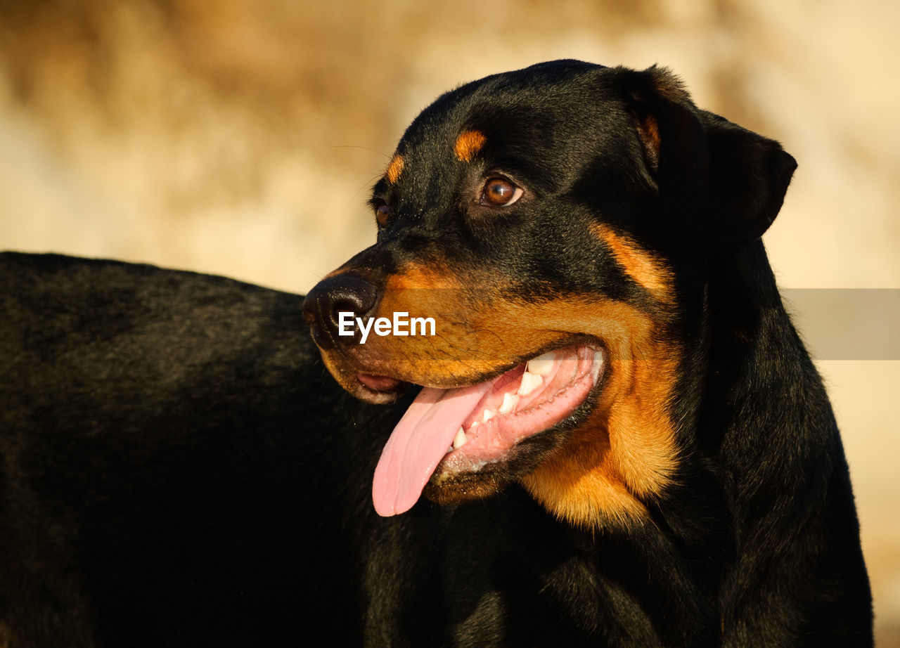 CLOSE-UP OF BLACK DOG IN MOUTH