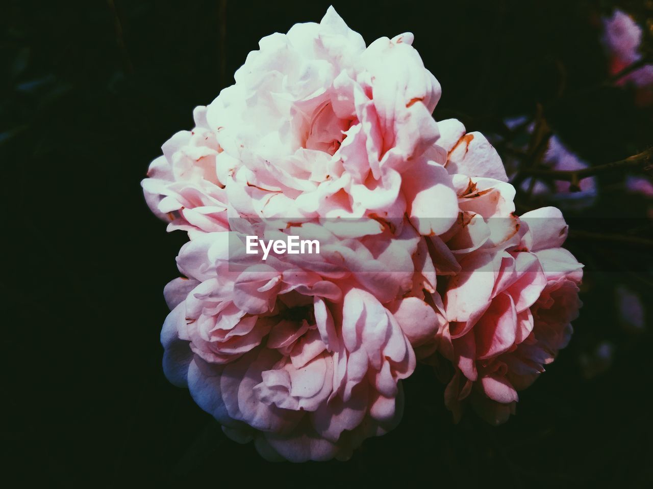 CLOSE-UP OF PINK FLOWER