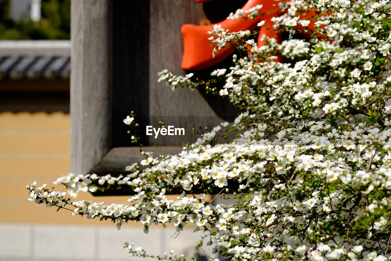 CLOSE-UP OF WHITE FLOWERS BLOOMING OUTDOORS