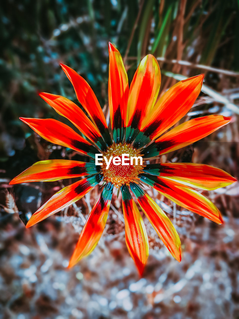 CLOSE-UP OF ORANGE GERBERA DAISY