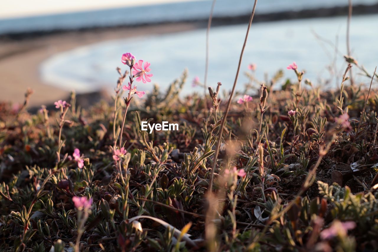plant, nature, flower, flowering plant, grass, beauty in nature, water, pink, land, leaf, no people, sea, focus on foreground, sky, tranquility, morning, growth, day, freshness, outdoors, autumn, close-up, selective focus, beach, environment, wildflower, landscape, scenics - nature, tranquil scene, fragility