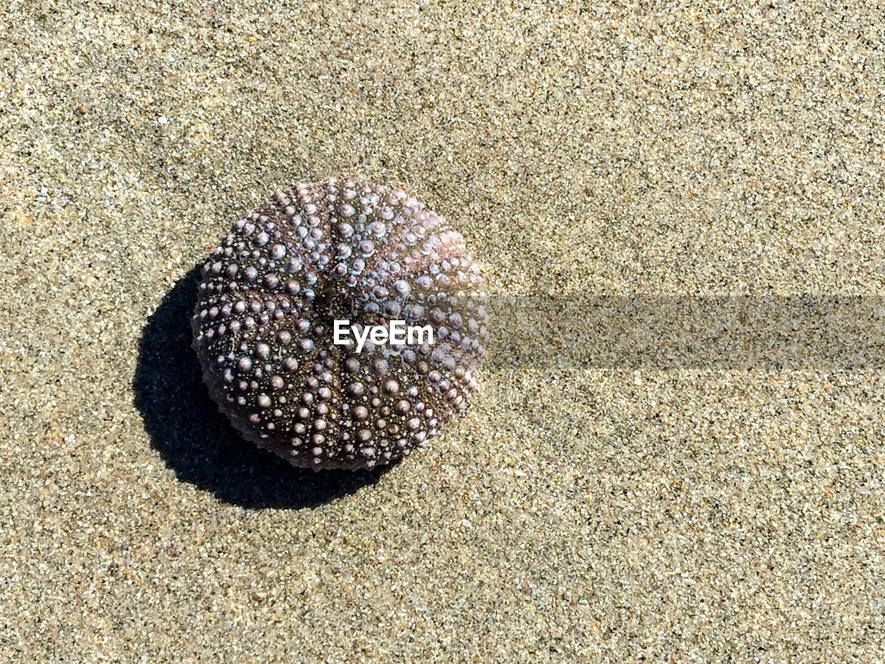 SEASHELLS ON BEACH