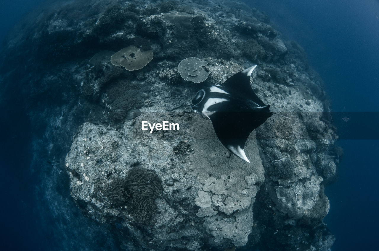 VIEW OF FISH IN SEA