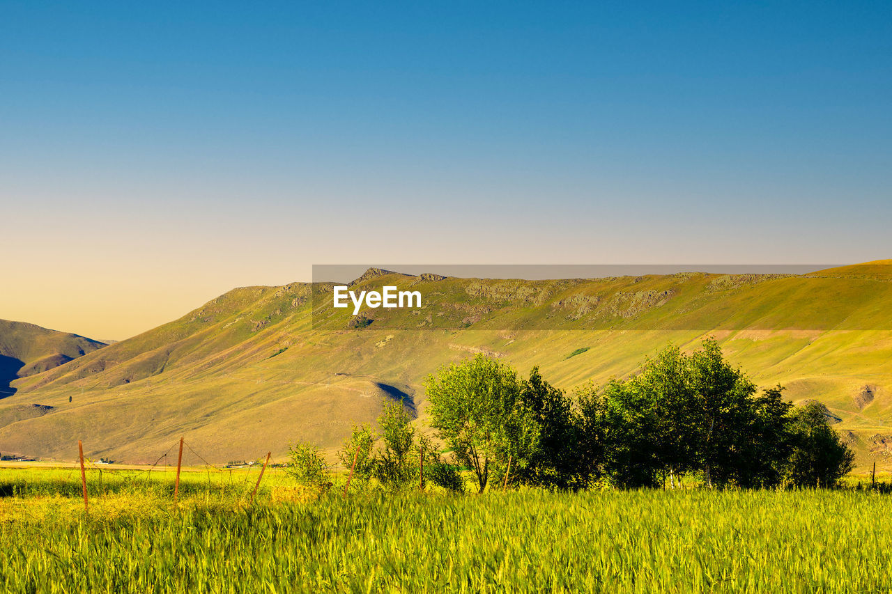 landscape, environment, grassland, land, scenics - nature, plant, sky, beauty in nature, field, rural scene, plain, horizon, nature, agriculture, prairie, rapeseed, hill, tranquility, natural environment, tranquil scene, blue, no people, meadow, grass, clear sky, rural area, crop, non-urban scene, flower, green, farm, sunlight, tree, idyllic, morning, outdoors, yellow, growth, plateau, sunny, pasture, copy space, summer, day, steppe, canola, mountain range, cereal plant, springtime, travel destinations, food, food and drink, travel, environmental conservation