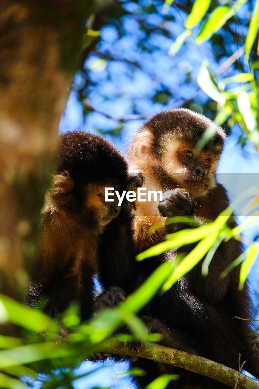 MONKEYS IN A GREEN PLANTS