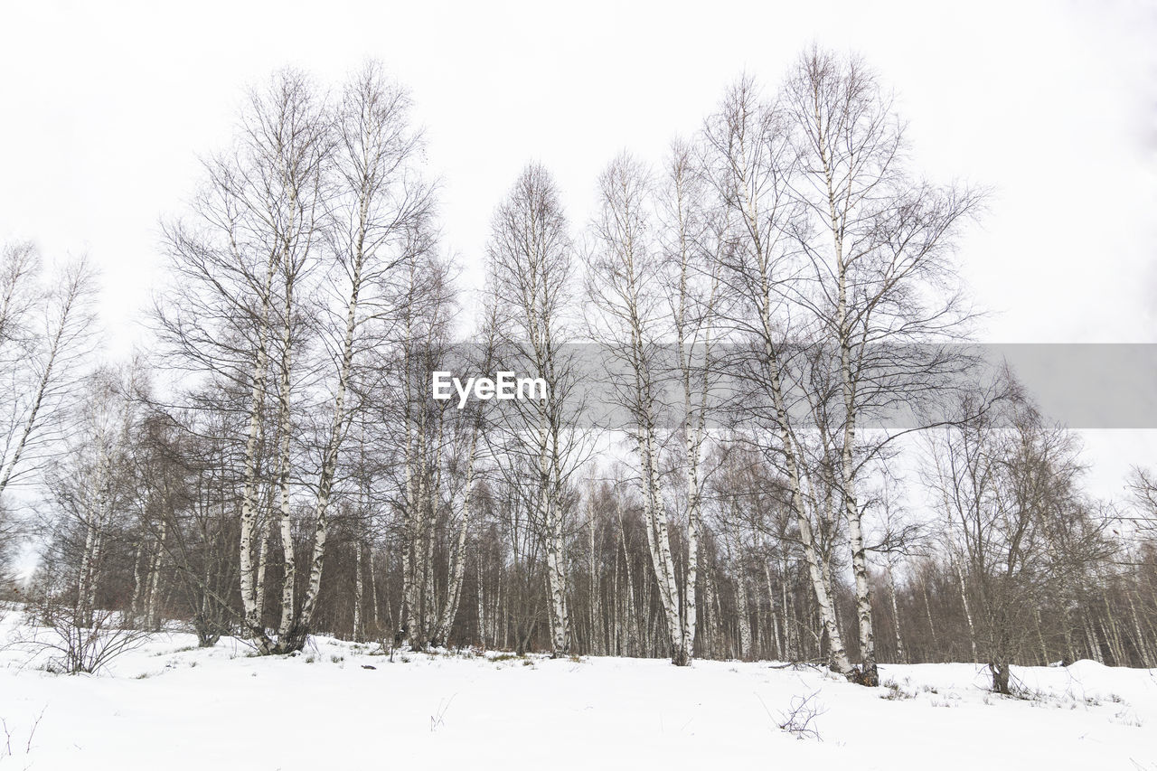 White birch forest covered with snow on ice cold winter day.