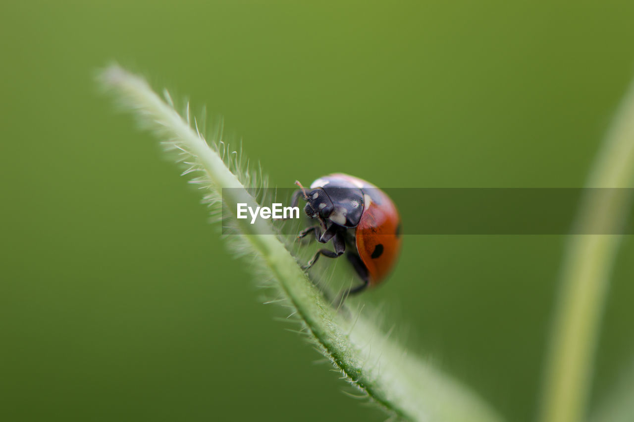 CLOSE-UP OF LADYBUG ON LEAF OUTDOORS