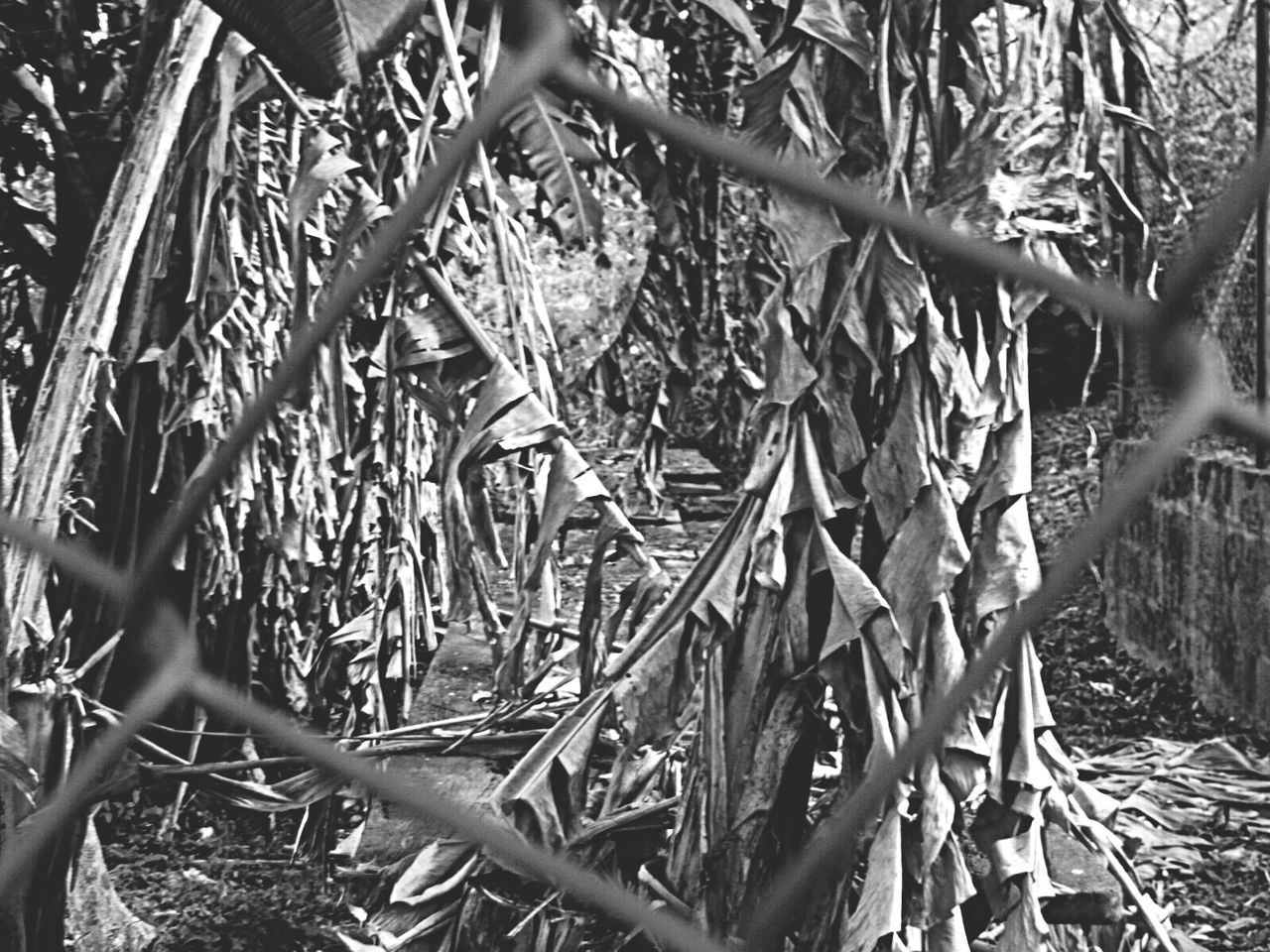 Trees viewed through a fence