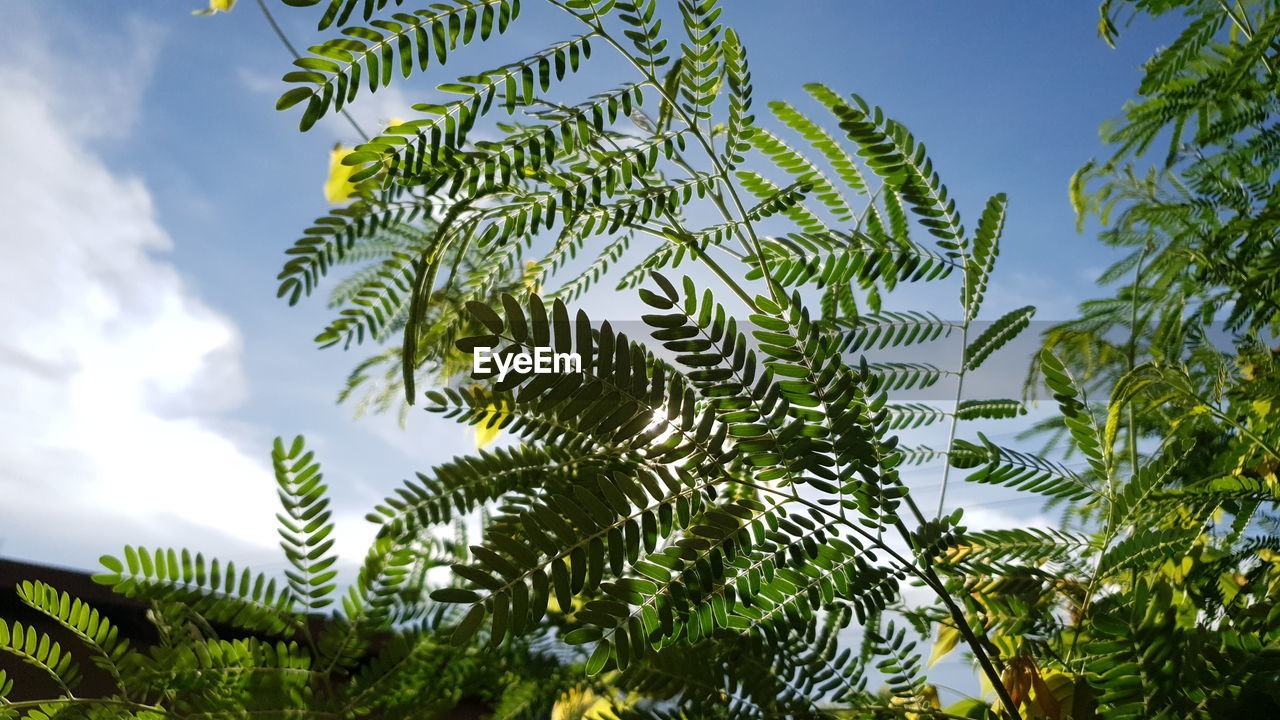 LOW ANGLE VIEW OF LEAVES AGAINST SKY