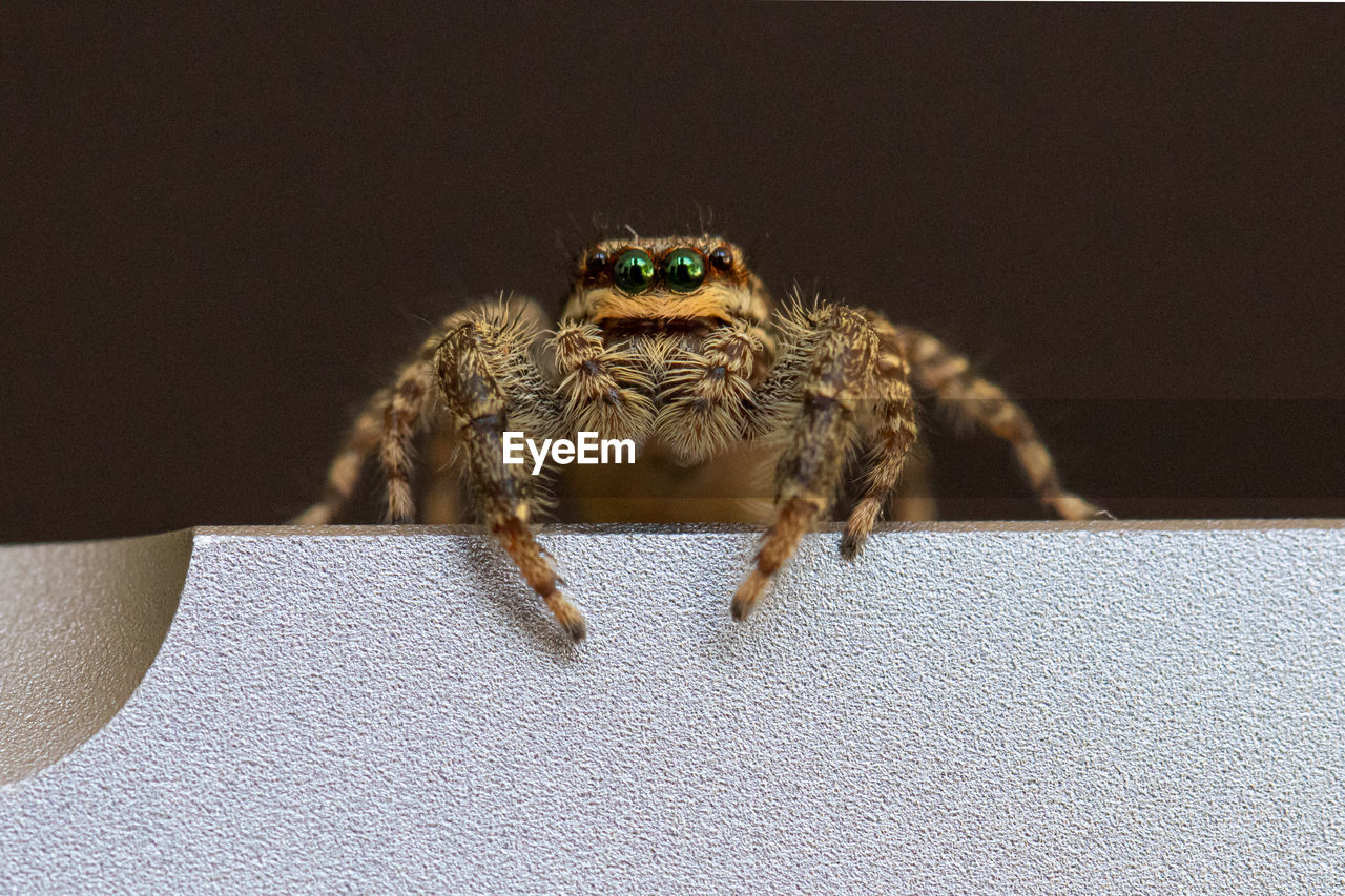 CLOSE-UP OF SPIDER ON WEB