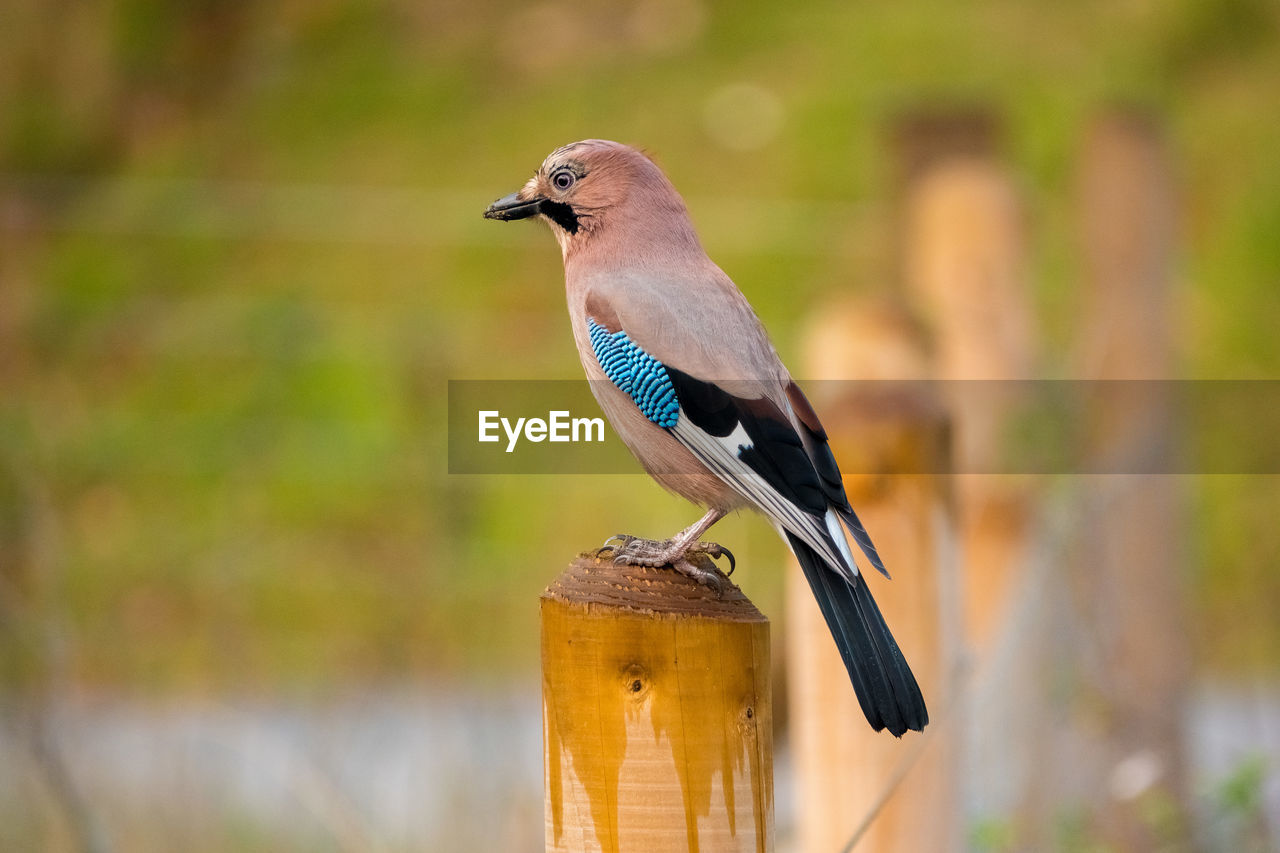 BIRD PERCHING ON WOOD