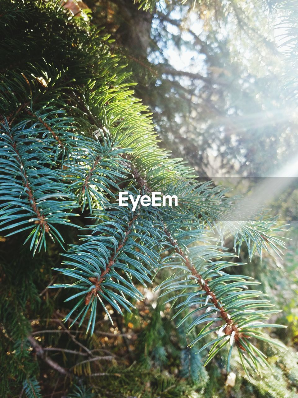Close-up of pine tree