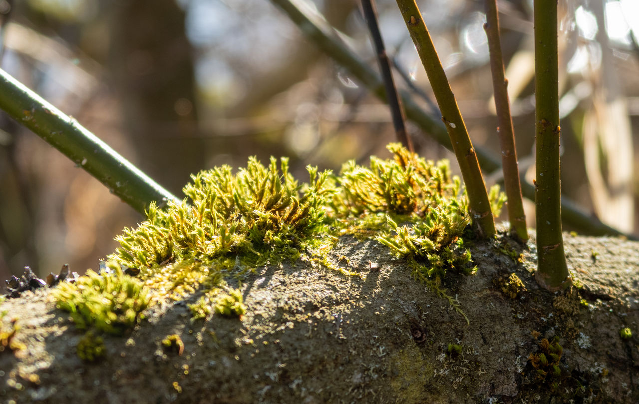 CLOSE-UP OF LICHEN ON TREE TRUNK