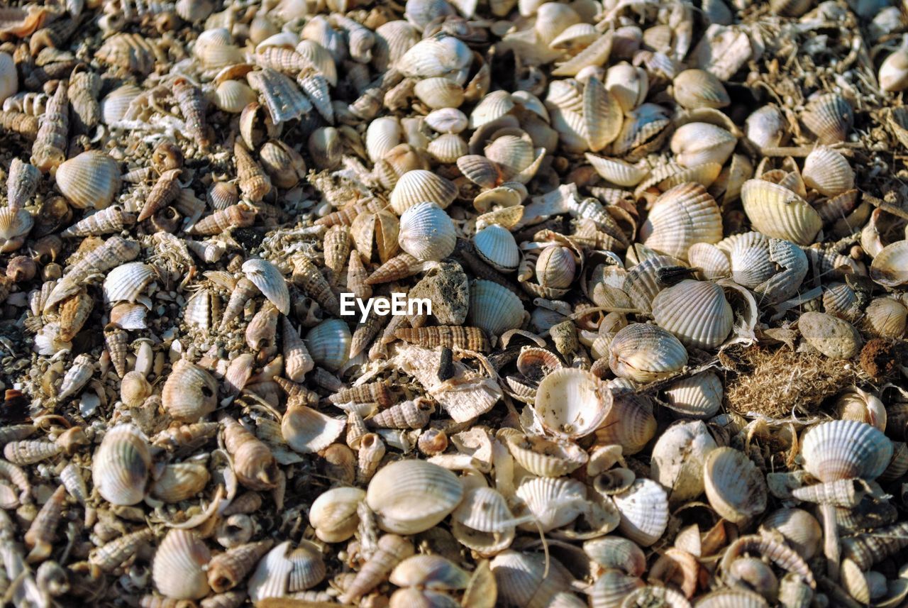 Full frame shot of seashells outdoors