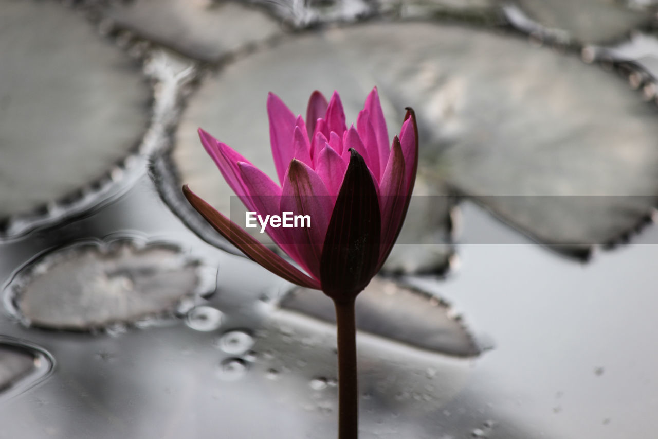 flower, flowering plant, freshness, close-up, plant, macro photography, beauty in nature, water, pink, nature, petal, fragility, inflorescence, flower head, no people, water lily, white, spring, leaf, plant part, pond, blossom, outdoors, purple, springtime