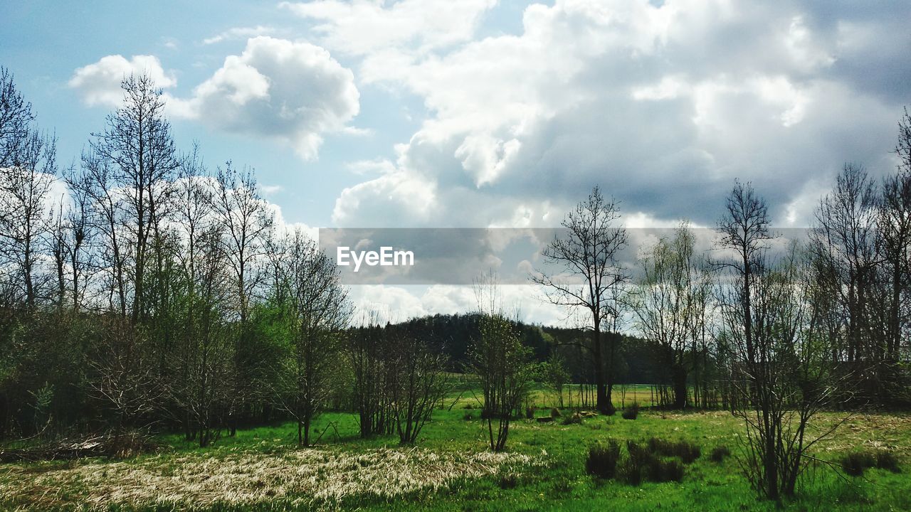 View of landscape with trees during spring