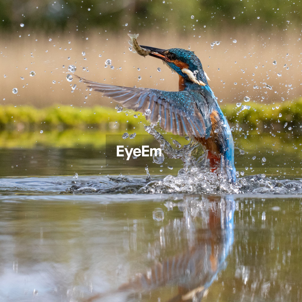 Kingfisher hunting fish in lake