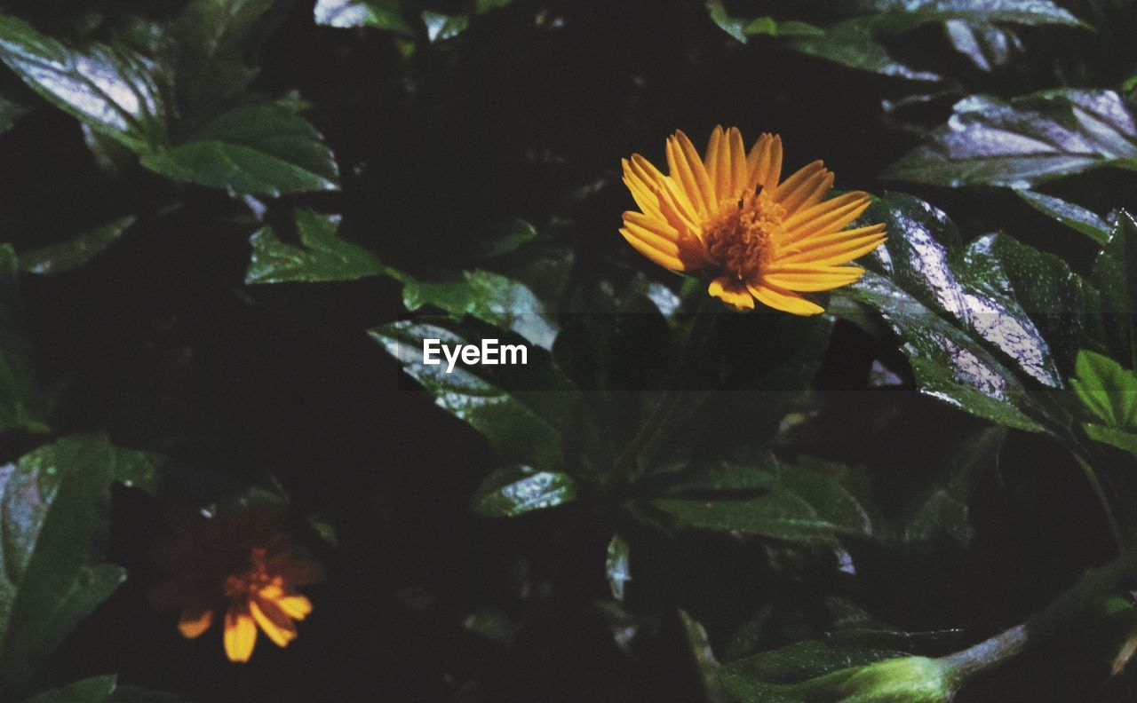 HIGH ANGLE VIEW OF YELLOW FLOWERING PLANTS