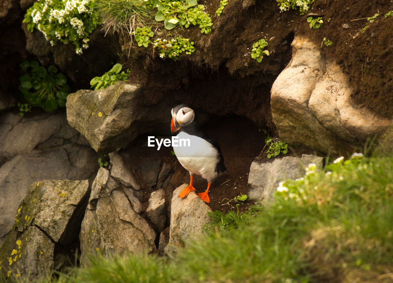 VIEW OF BIRD ON ROCK