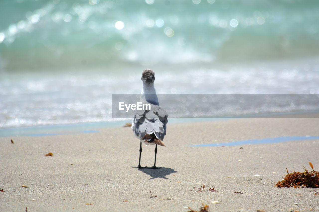 Rear view of seagull on beach looking at sea