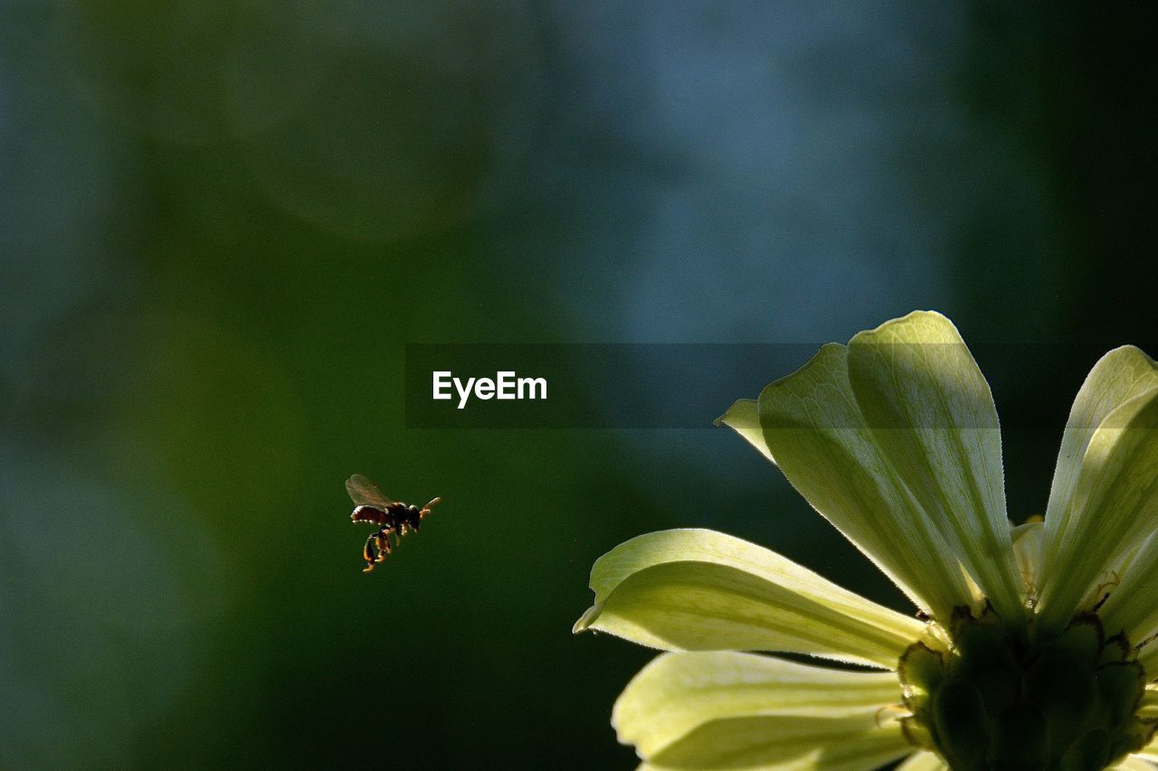 Close-up of insect flying by flower