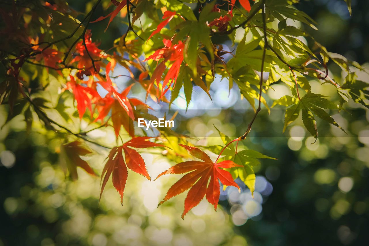 CLOSE-UP OF MAPLE LEAVES ON TREE DURING AUTUMN