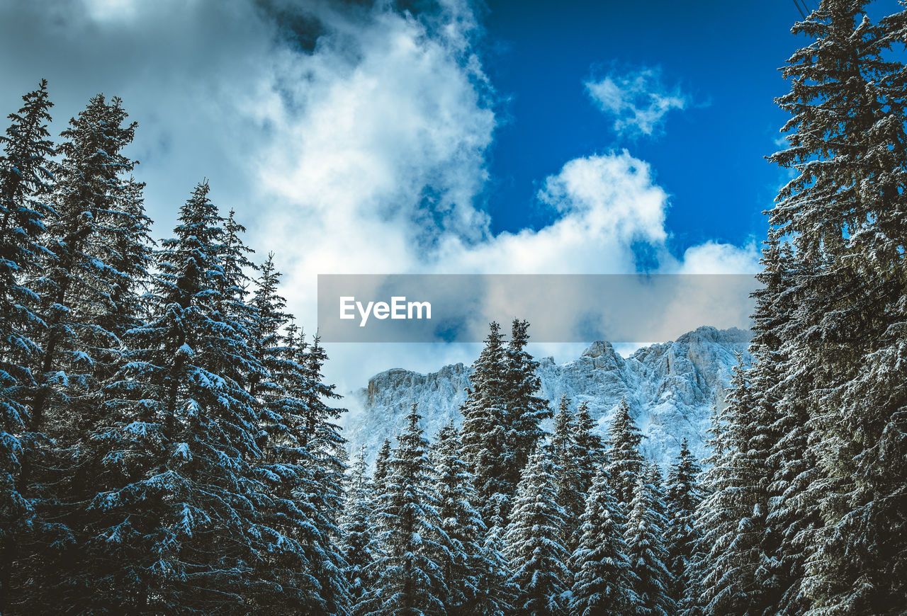 Low angle view of trees against sky during winter