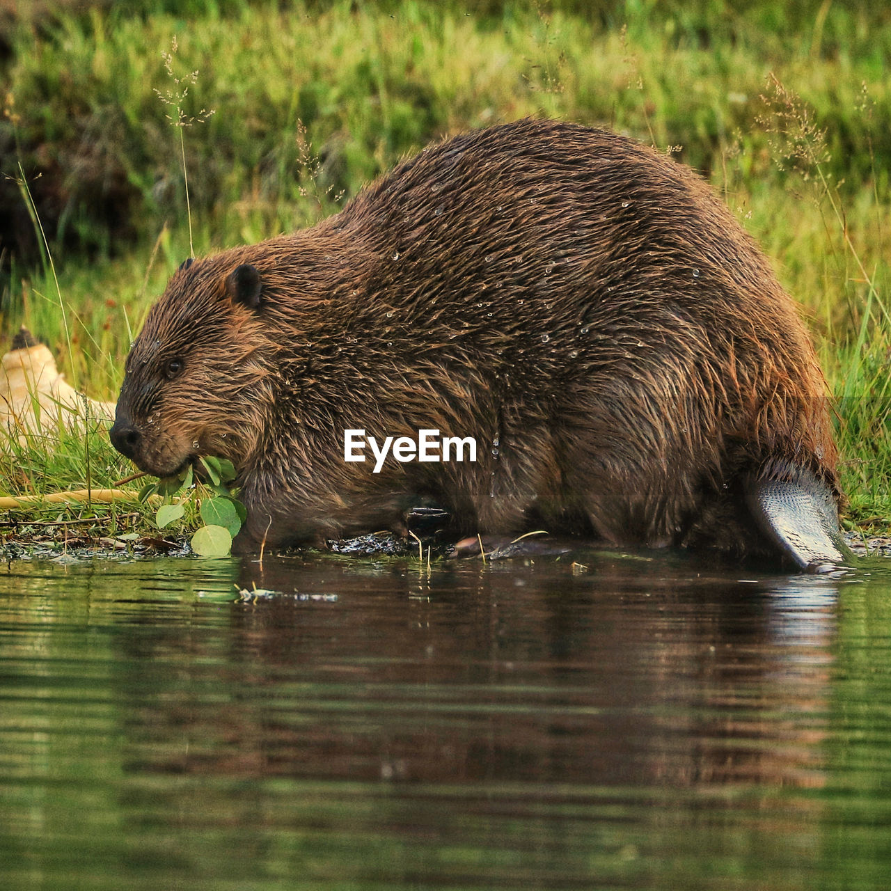 SIDE VIEW OF A HORSE DRINKING WATER