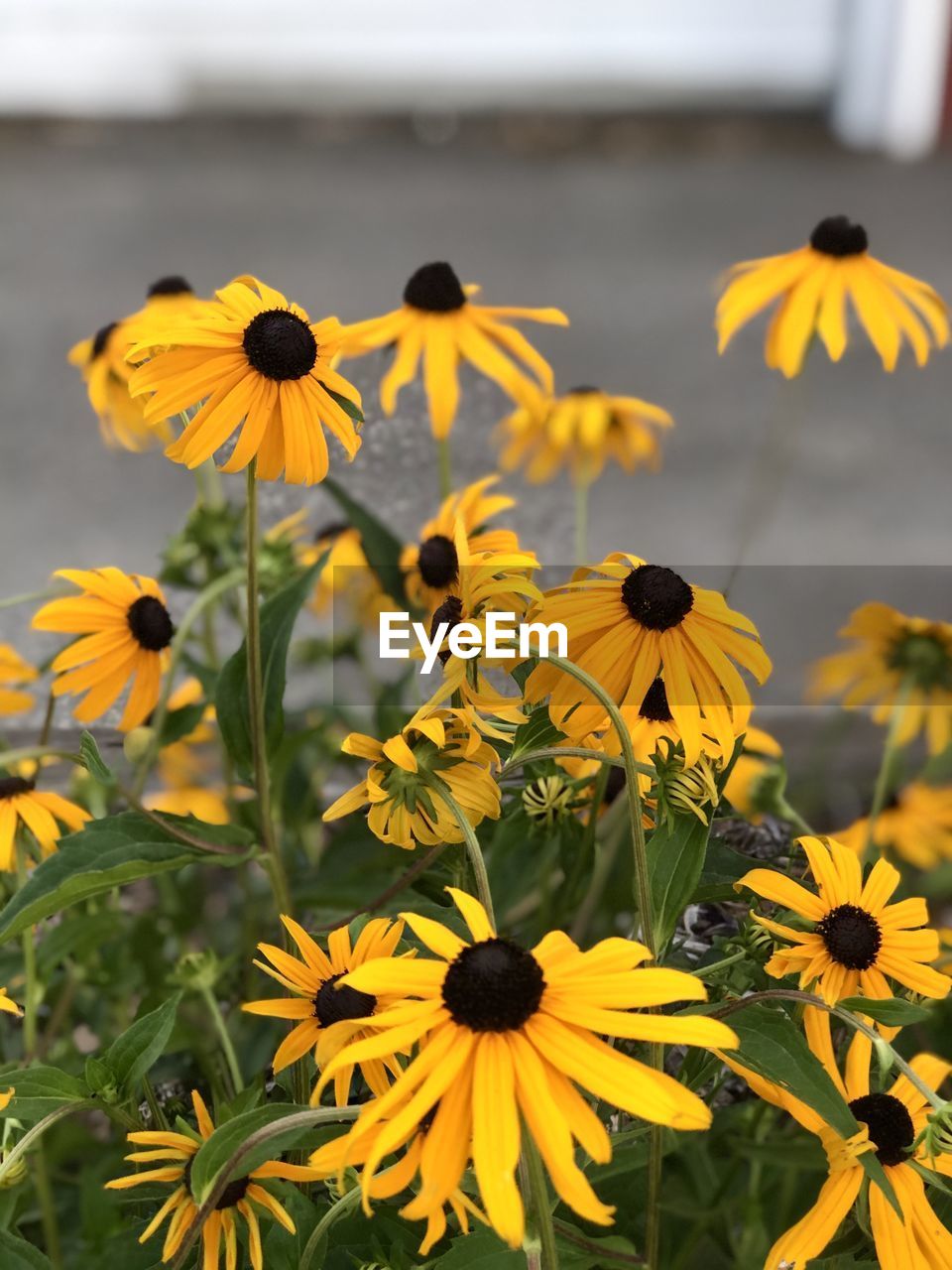 CLOSE-UP OF YELLOW DAISY FLOWERS BLOOMING