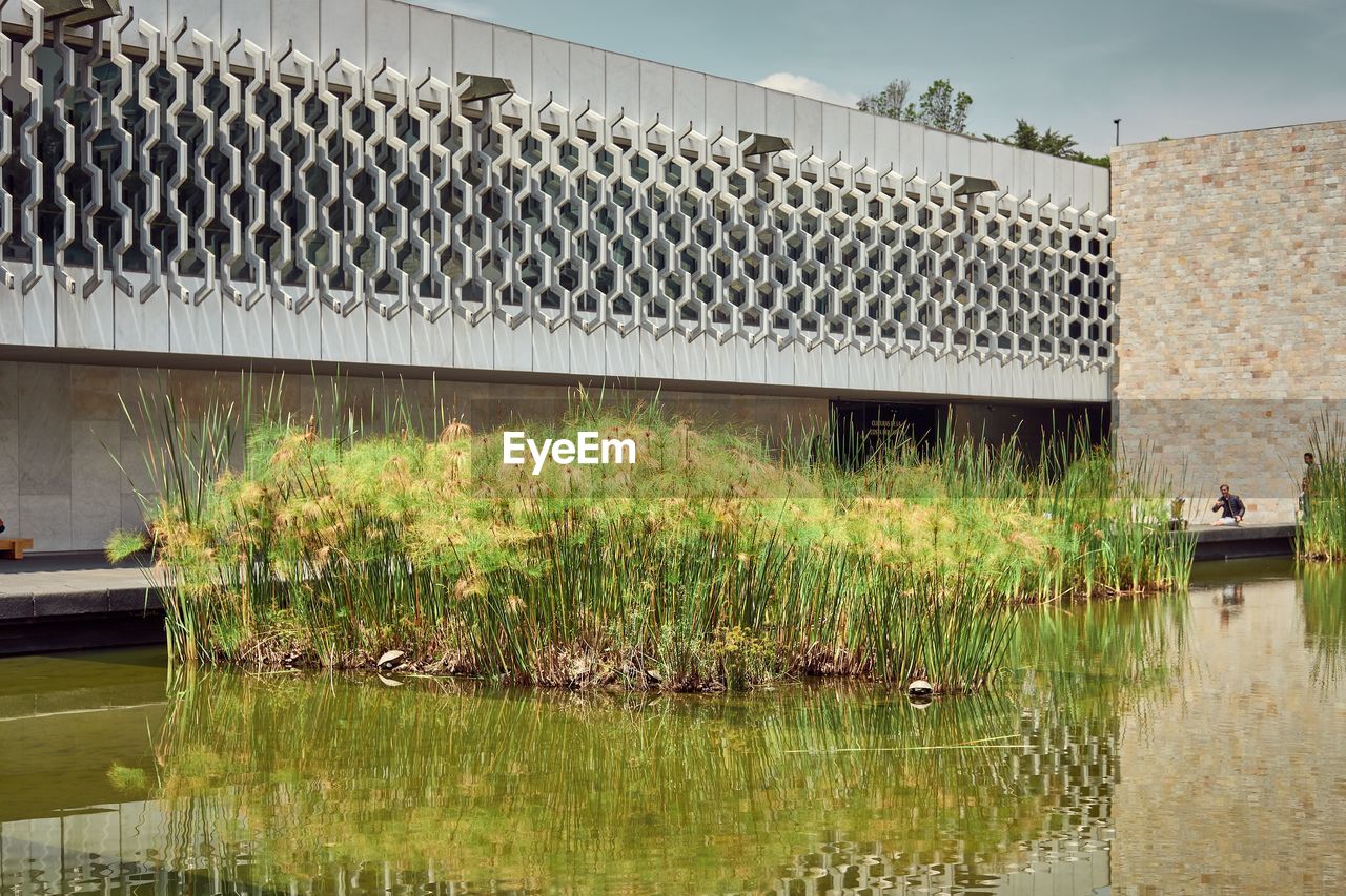 PLANTS GROWING BY LAKE AGAINST BUILDINGS