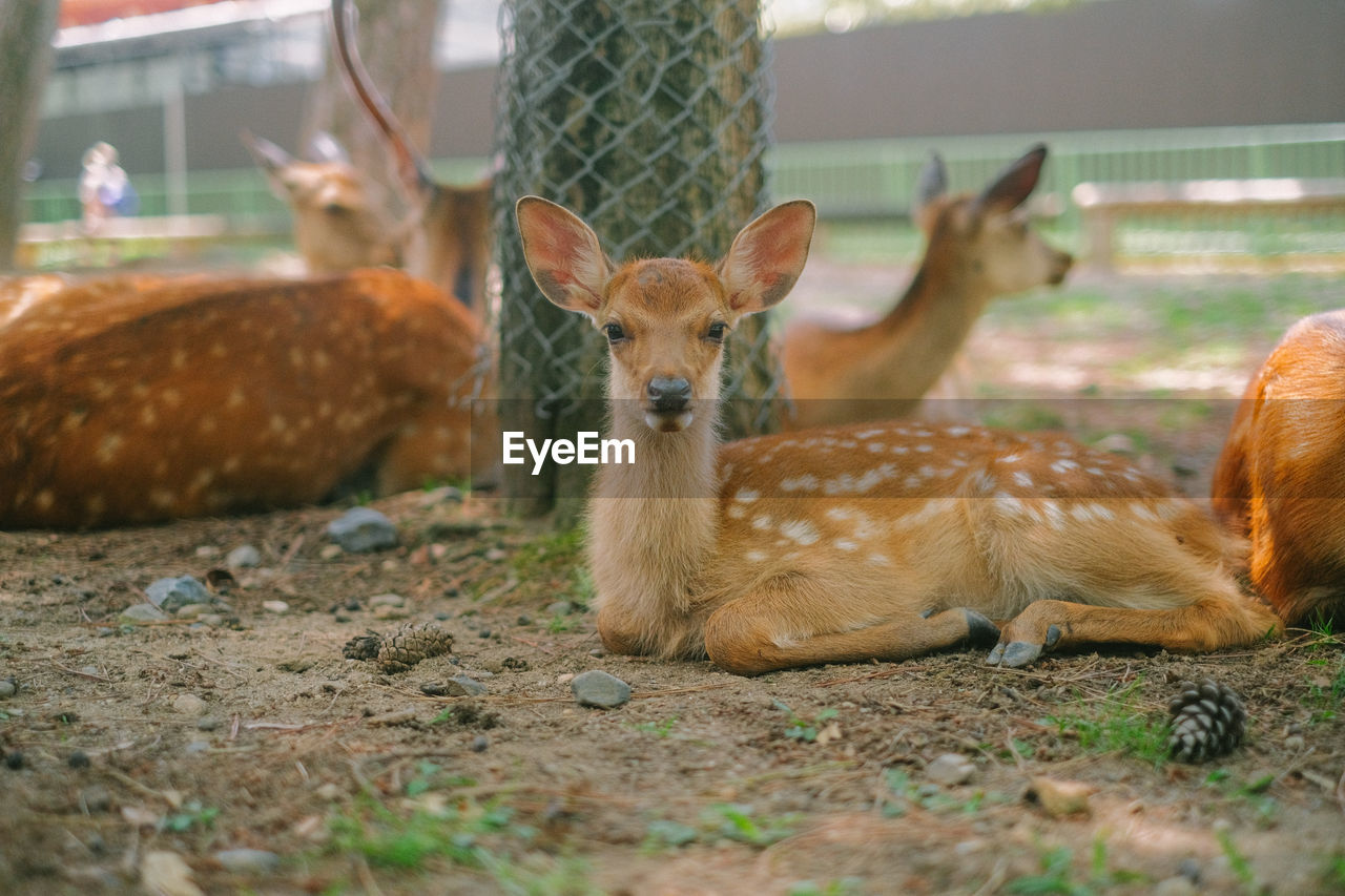 close-up of deer