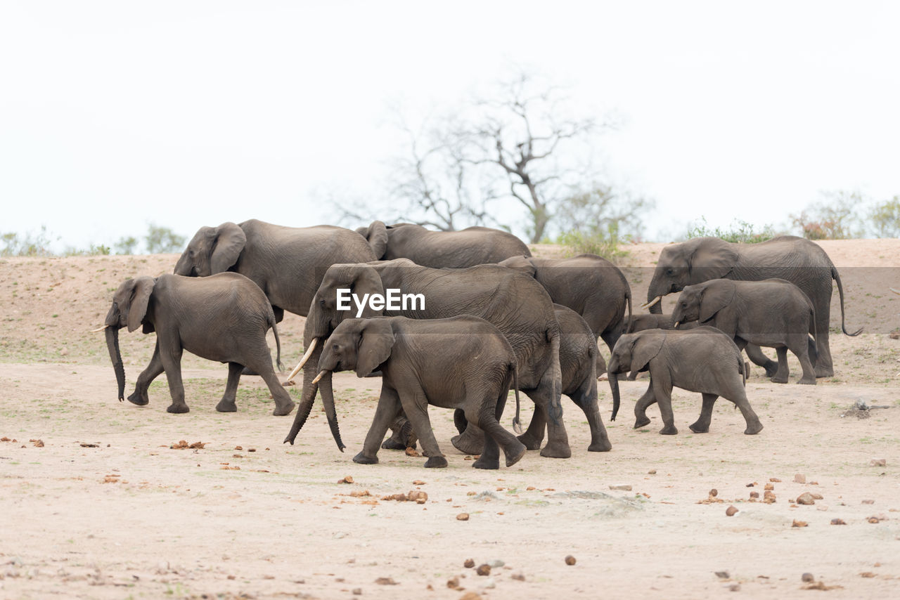 VIEW OF ELEPHANT WALKING